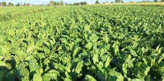 Bieticoltura: aumentano gli ettari coltivato per il bacino dello zuccherificio di Pontelongo Bieticoltura, un campo coltivato con barbabietole da zucchero