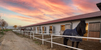 A CAVALLO SULLA SPIAGGIA Notizie Plus_cavalli