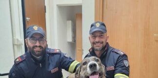 Dante, cane meticcio fuggito da casa, salvato dalla Polizia Stradale Dante, il cane meticcio insieme ai suoi salvatori della Polizia di Strada di Venezia