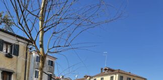 C’è un nuovo salice piangente in città