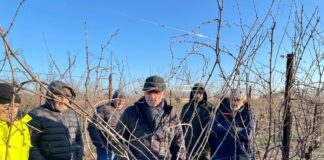 In Polesine quasi 300 ettari coltivati a vite