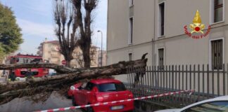 Mestre, albero si spezza finendo su due auto Mestre, via Metauro: l’albero caduto sulle auto
