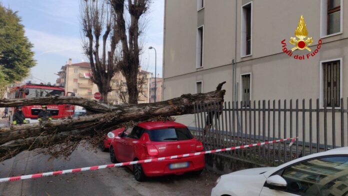 Mestre, via Metauro: l’albero caduto sulle auto