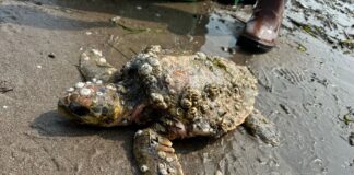 Tartaruga marina salvata dalla Polizia Locale di Chioggia La Tartaruga salvata dalla Polizia Locale di Chioggia