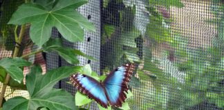 UNA FARFALLA FA PRIMAVERA UNA FARFALLA FA PRIMAVERA