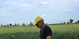 Rovigo seconda provincia italiana per coltivazione di aglio