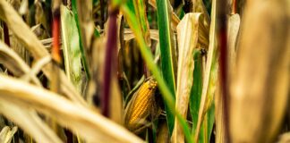 Mais, incertezza per le semine di fine marzo