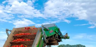 Boom del pomodoro da industria, ma prezzi dell’industria bassi