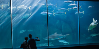 AD APRILE SI VOLA AD APRILE SI VOLA