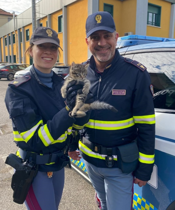 Camilla, la gattina in fuga salvata e adottata dalla Polizia Stradale