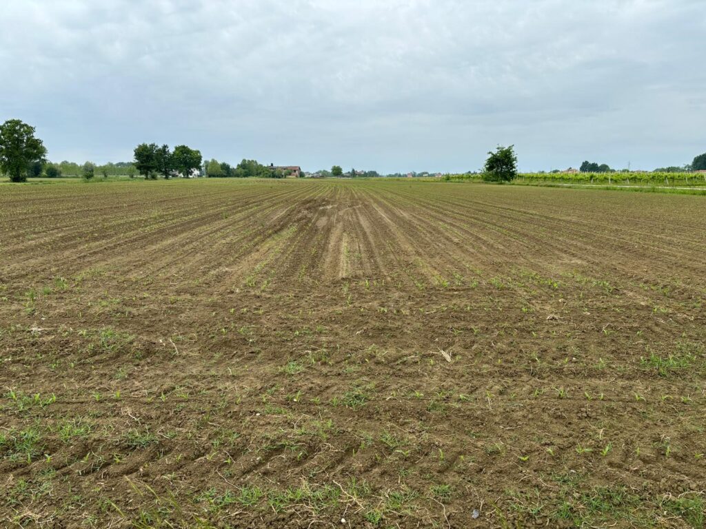 Campi agricoli coltivati a fatica