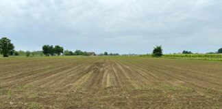 Maltempo, Coldiretti Venezia: “In ritardo le coltivazioni nei campi” Campi agricoli coltivati a fatica
