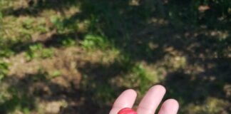 Ciliegie, varietà precoci rovinate dalle piogge e dal freddo