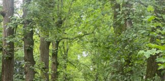 Il padovano Cavestro direttore di Confagricoltura Veneto