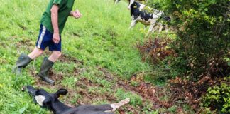 Lupo, un’altra predazione sull’Altopiano di Asiago: uccisa una manza