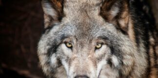 Lupi, raffica di predazioni in pochi giorni sull’Altopiano di Asiago
