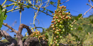 Grandinate in agricoltura: 110 milioni di indennizzi alle imprese delle Marca