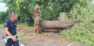 Maltempo, a Villorba diversi alberi caduti tra via Centa e via Campagnola