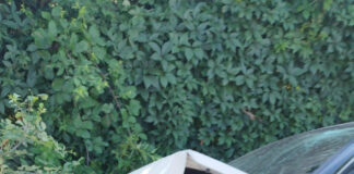 Jesolo, auto contro un platano: due feriti Jesolo, auto contro platano