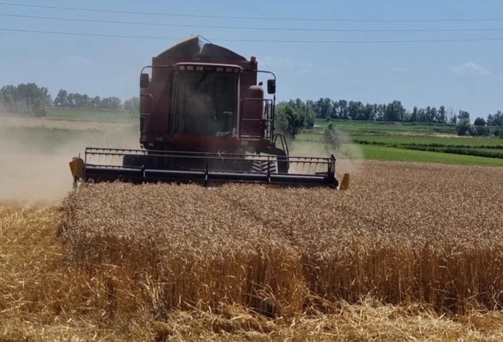 Grano, un mietitrebbia in azione