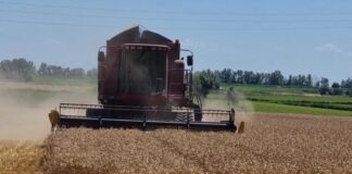 Coldiretti: “Quasi dimezzata la produzione del grano nel veneziano” Grano, un mietitrebbia in azione