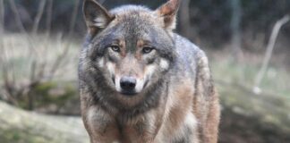 Lupo avvistato a Spresiano, attacca un cane: allarme per i residenti