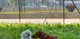 Aperte le iscrizioni al percorso formativo per i proprietari di cani Cani - foto di repertorio