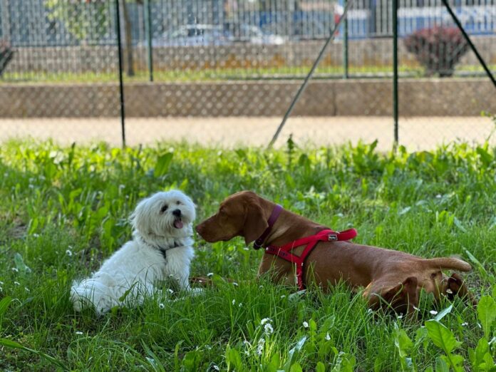 Cani - foto di repertorio