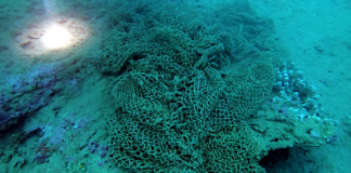 Le Tegnue di Chioggia, tre giorni dedicati alla pulizia dei fondali Le Tegnùe di Chioggia, i fondali