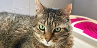 L’abbandono di animali non si ferma nemmeno d’estate