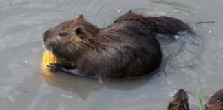 Mais devastatato dalle nutrie nella Marca