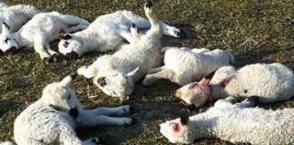 Attacco di lupi devasta allevamento: pecore e capre sbranate a Tarzo