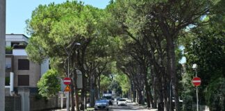 Battaglia per i pini di viale Battisti: cittadini in rivolta contro l’abbattimento