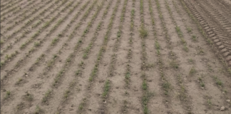 Coldiretti Venezia: “Quest’anno un disastro per le bietole” Bietole