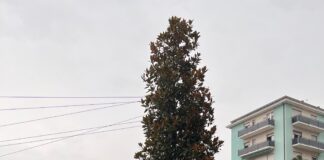 Piazzale Cialdini, reimpiantata la magnolia Magnolia di Piazzale Cialdini