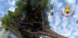 Lido di Venezia, pino marittimo si sradica e finisce su un condominio Il pino marittimo sradicato e finito sul condominio