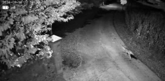 Vidor, i lupi avvistati dalle telecamere riaccendono le polemiche sul caso Marangon