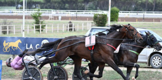 110 anni di grande ippica: domenica al Sant’Artemio si festeggia col Gran Premio Biasuzzi