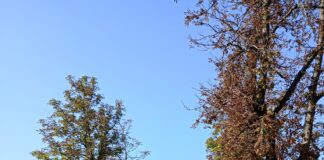 A Treviso torna il mese del bambino