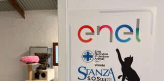 Una nuova casa per i gatti di Forte Marghera: presentato il progetto “Stanza SOS” Stanza SOS per i gatti di Forte Marghera