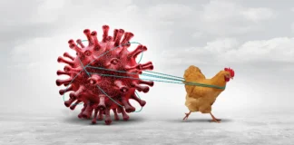 Allarme influenza aviaria: scoperti focolai a Quinto e Villorba