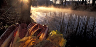 Il Radicchio protagonista di “Fiori d’Inverno” Radicchio per la rassegna "Fiori d'Inverno"