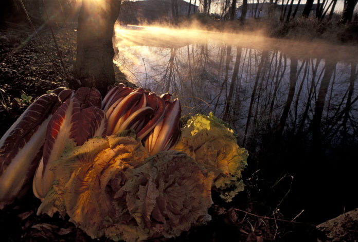 Radicchio per la rassegna 