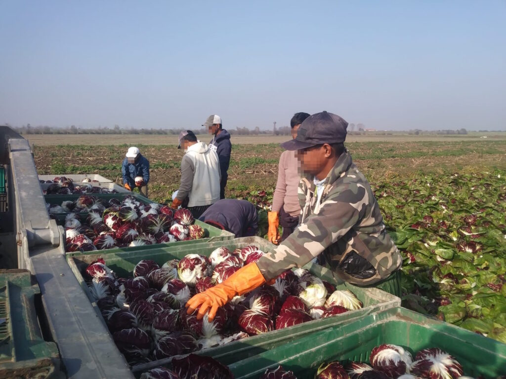 Lavoratori extracomunitari nella raccolta del radicchio