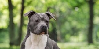 Rientra in Italia dopo l’espulsione e ruba un cane AmStaff. Catturato a Mestre e portato in carcere Un cane AmStaff - foto dal Web, Wikipedia
