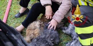 Vedelago, a fuoco una casa: salvati tre gatti Vedelago, a fuoco una casa: salvati tre gatti