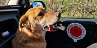 Cucciolo fuggito a Roncade, salvato dai Carabinieri Doc, il cucciolo smarrito a Roncade