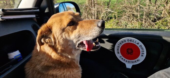 Doc, il cucciolo smarrito a Roncade