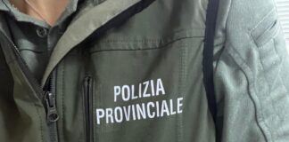 Centro Recupero Fauna Selvatica: nel 2024 Soccorsi dal CRAS della Provincia di Treviso 2091 Esemplari Fauna selvatica, un esemplare adulto di poiana recuperato dalla Polizia Provinciale di Treviso