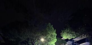 Jesolo, pino caduto in via Aquileia, il Sindaco: “E’ importante la manutenzione” Pino caduto in via Aquileia a Jesolo